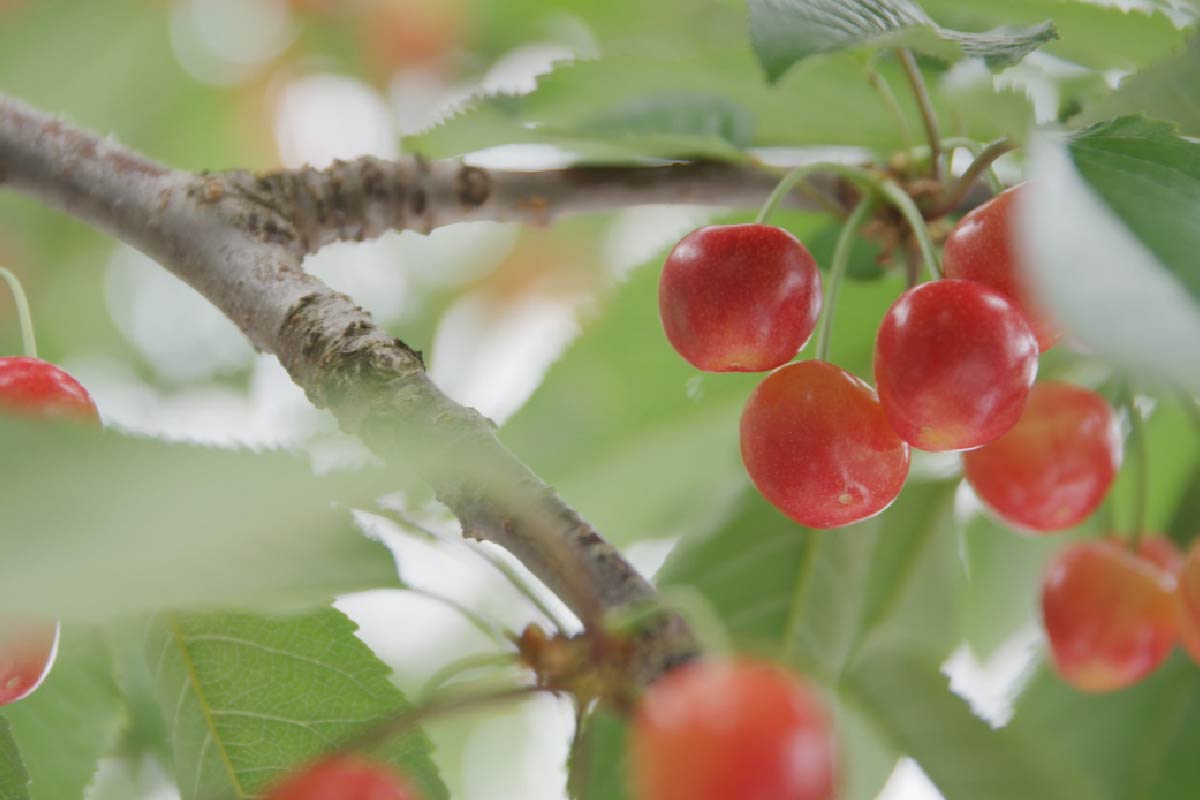 Sakuranbo Cherries