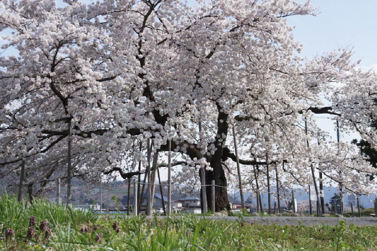 Asahi no Shouzakura