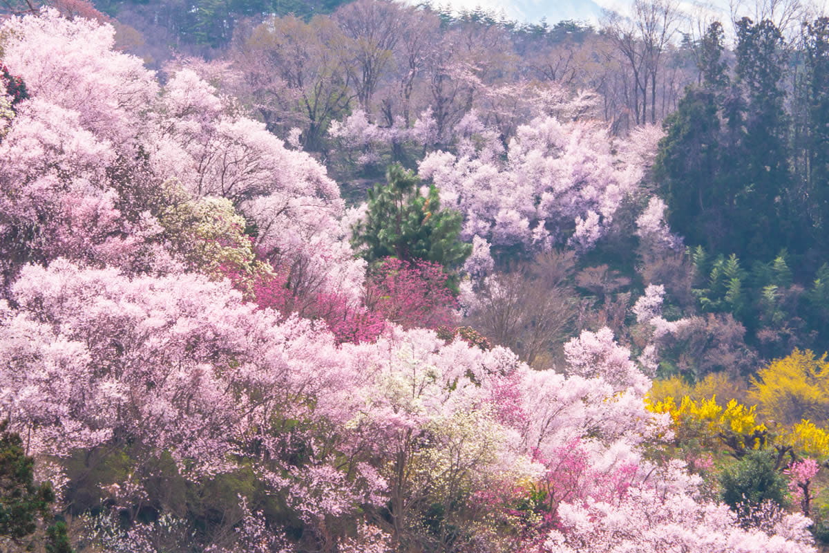 Hanamiyama