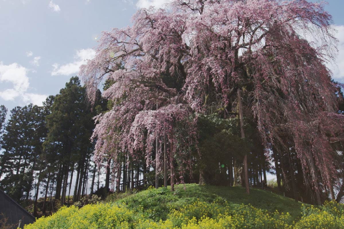 Weeping cherry blossoms on the battlefield