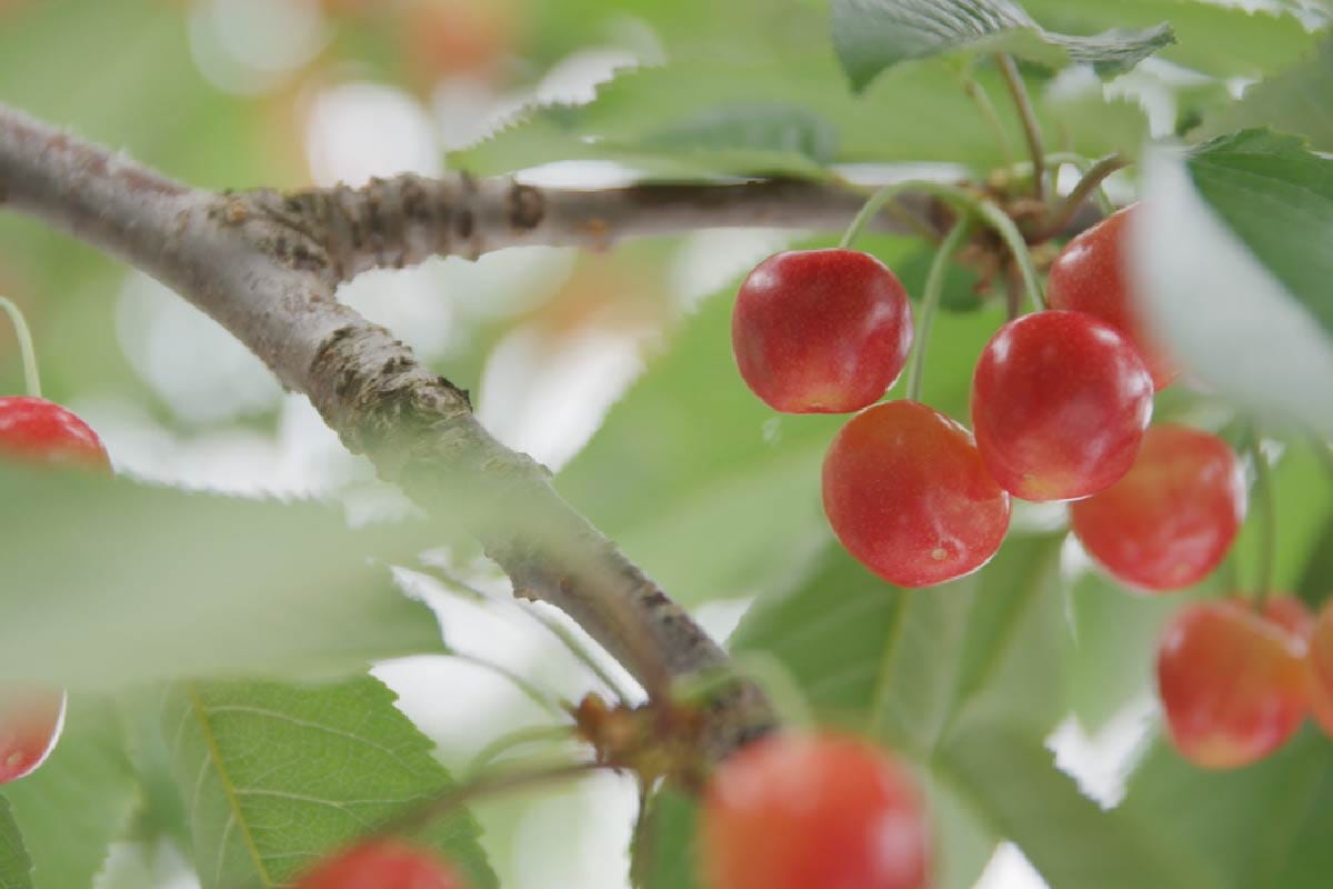 Cherry