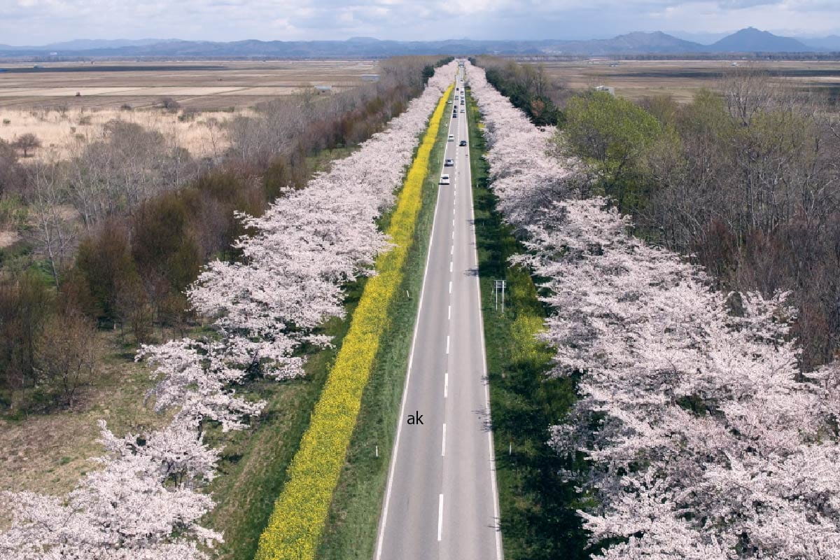 Cherry blossoms and rape blossoms road