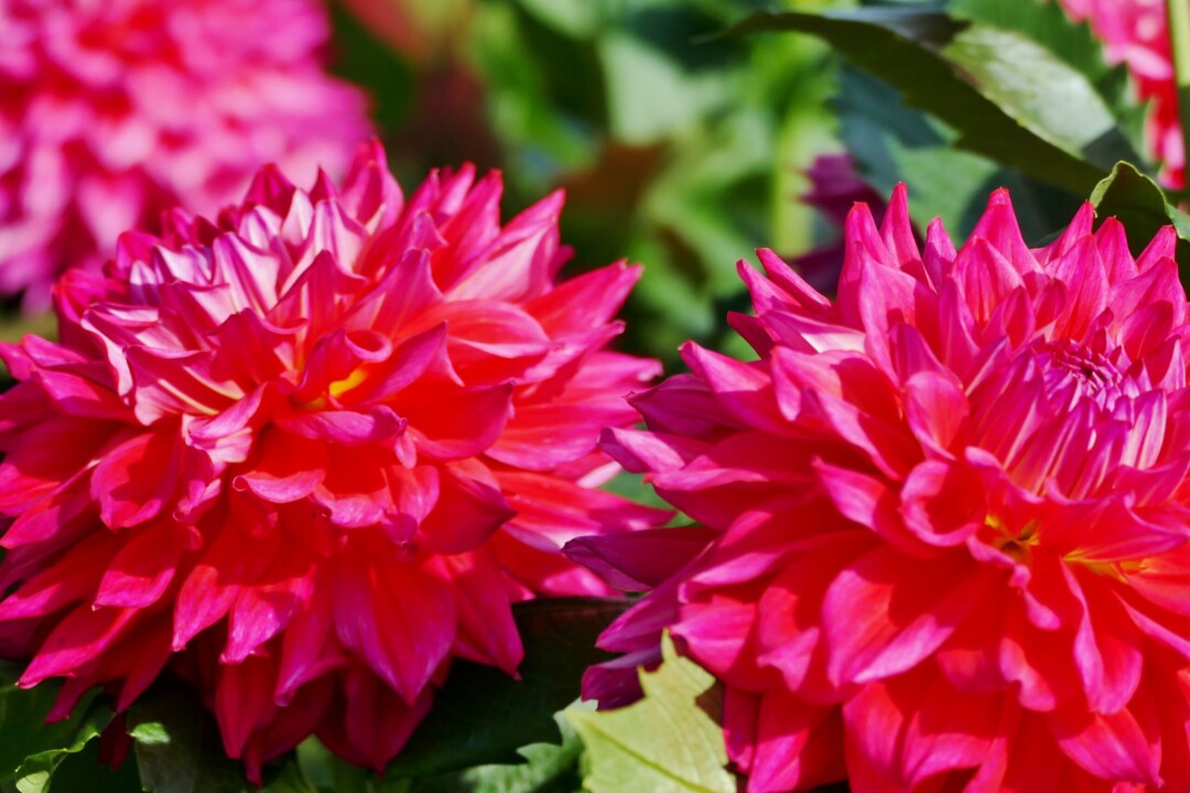 Akita City/Akita International Dahlia Garden: Colorful dahlias created by “God” and the wonders of autumn leaves