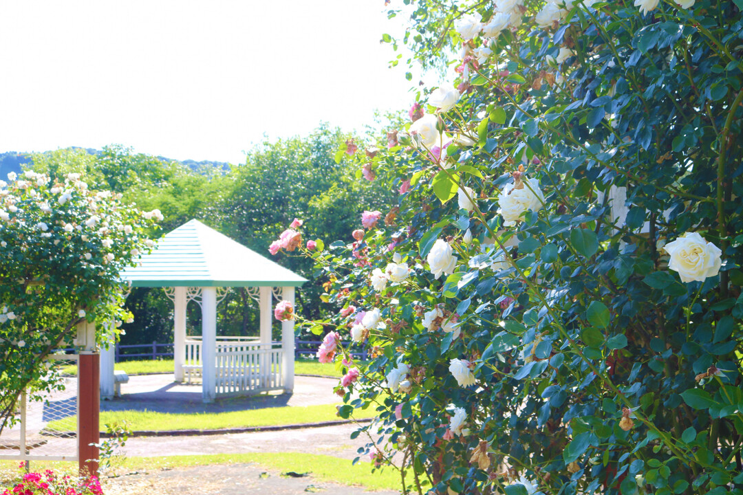 Akita City/Feel close to Akita’s culture and nature while taking a walk