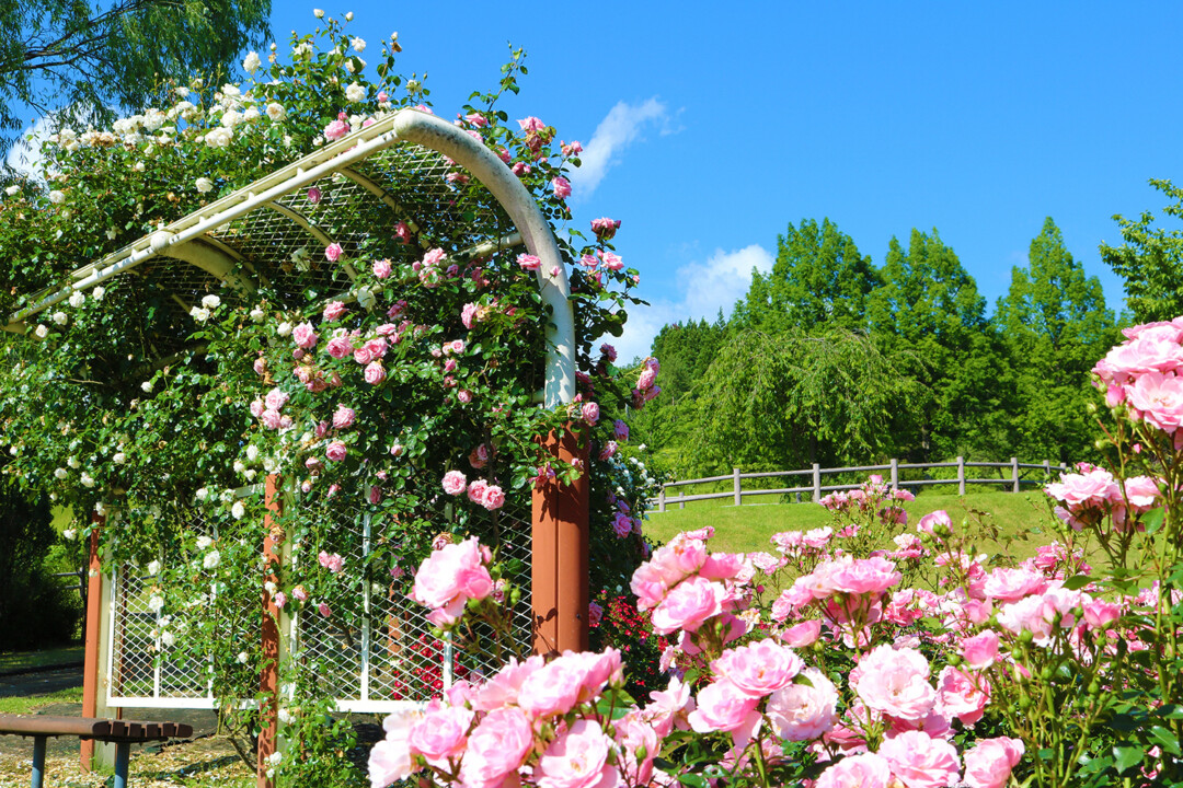 Akita City/Feel close to Akita’s culture and nature while taking a walk