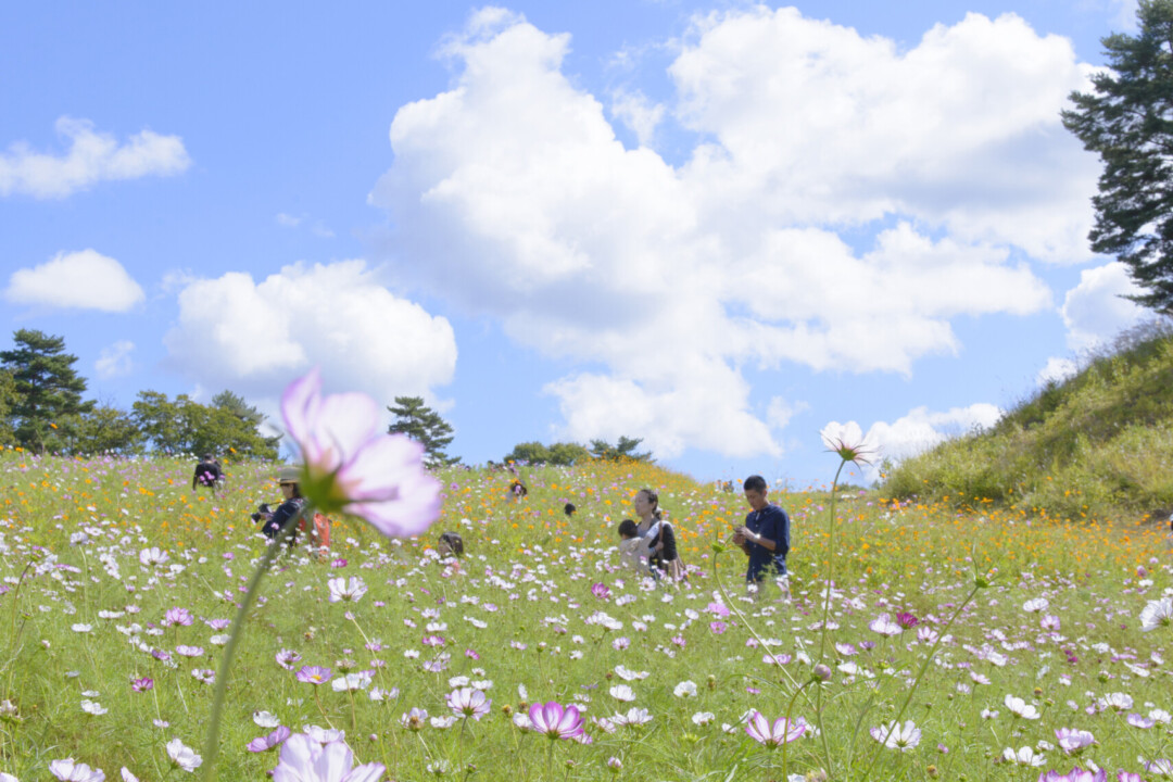 Aomori City/Enjoy autumn with original seafood bowls made at the market and cosmos fields