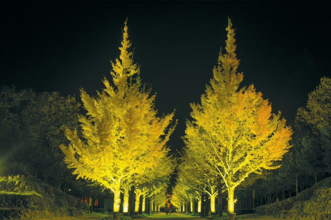Fukushima City/Autumn tradition: “Ginkgo trees at Azuma Sports Park”
