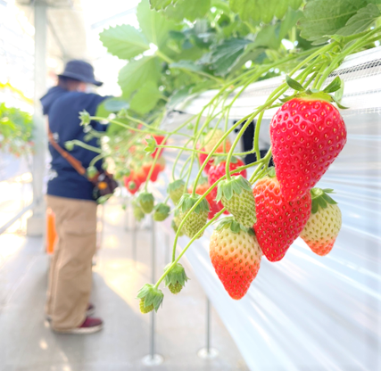 Sendai City/Its shining appearance is like a jewel. Enjoy Sendai strawberries that herald the arrival of spring