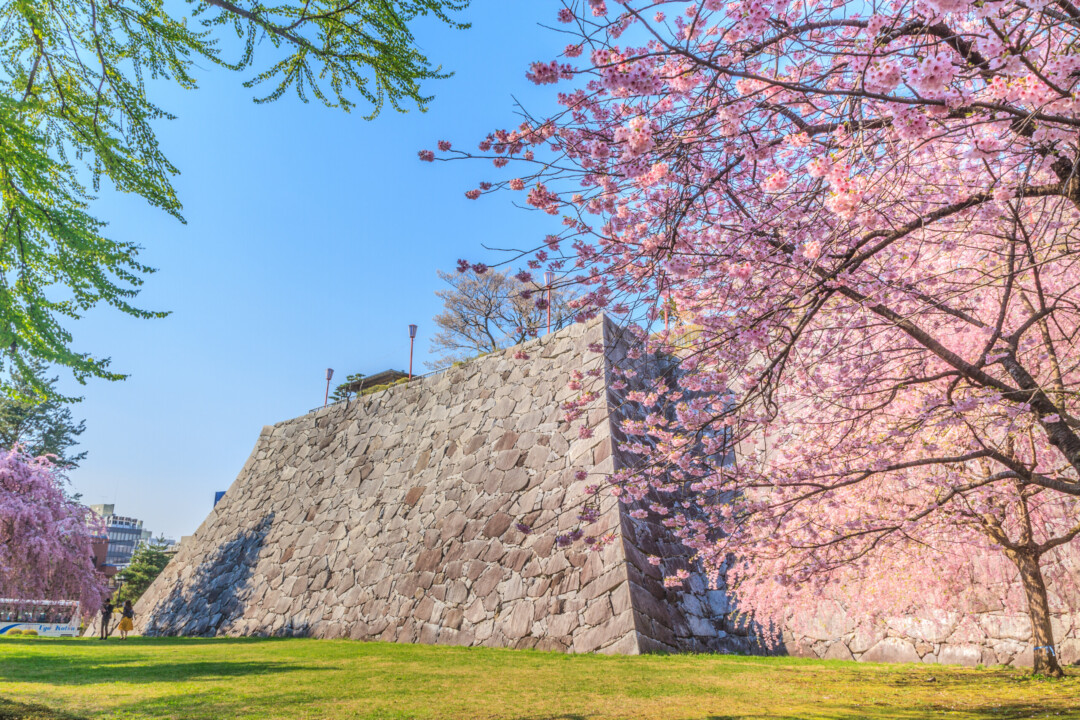Morioka City/Spring has arrived as the flowers of the “northernmost natural monument” bloom.