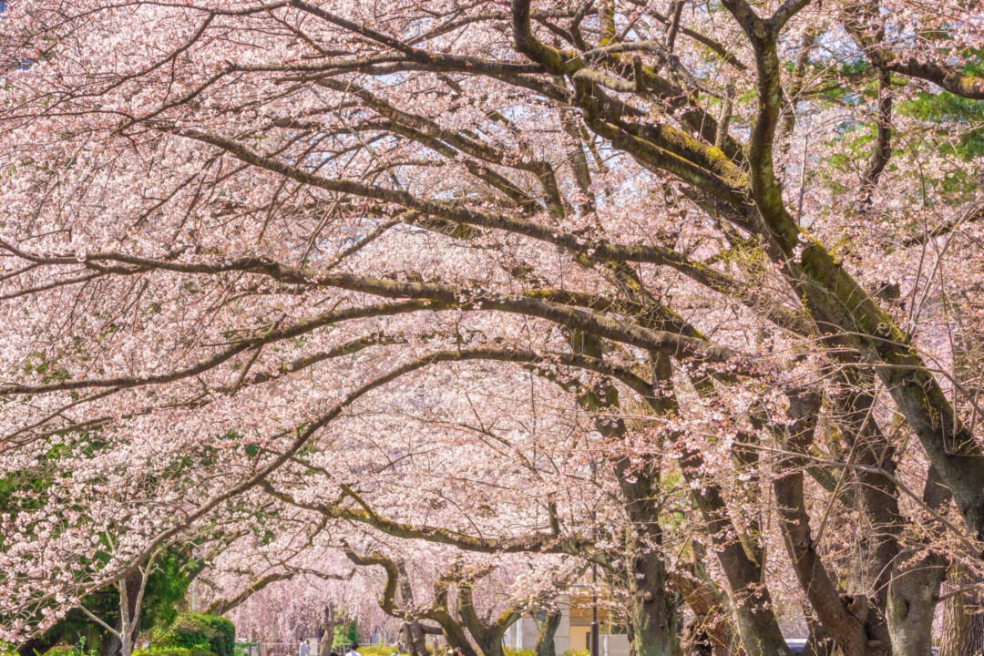 Sendai City/A historic cherry blossom viewing spot that has watched over the city’s changes.
