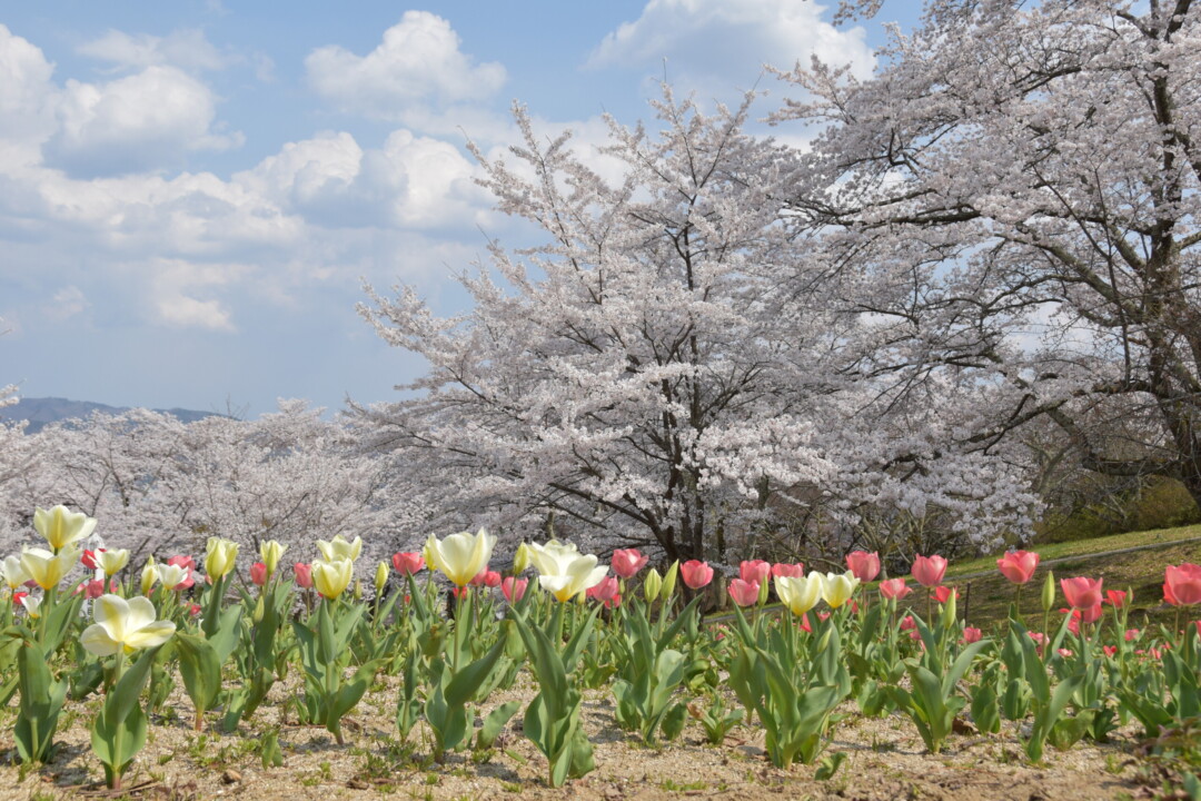 Fukushima City/Spring has arrived! “Fukushima Flower Corridor” trip to visit famous flower spots