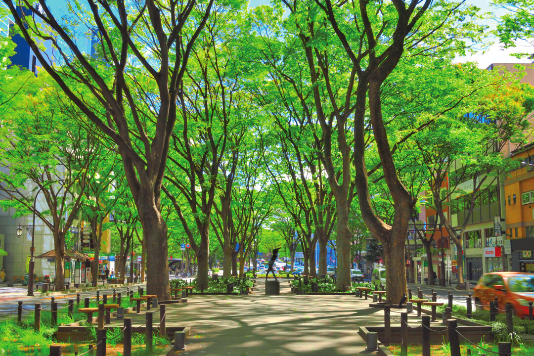 Sendai City/Welcome to the “Mori no Miyako” where zelkova trees grow lushly in the center of the city