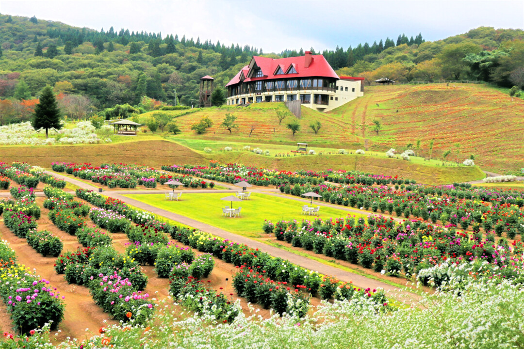 Akita City/Akita International Dahlia Garden: Colorful dahlias created by “God” and the wonders of autumn leaves