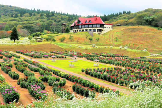 Akita City/Akita International Dahlia Garden: Colorful dahlias created by “God” and the wonders of autumn leaves