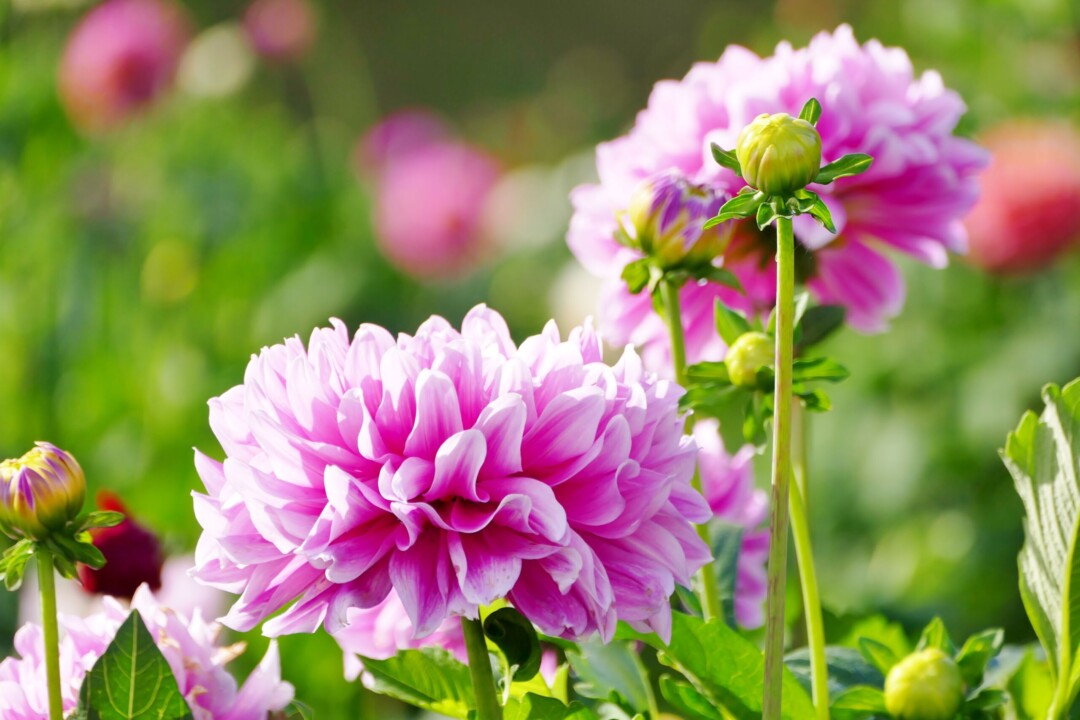 Akita City/Akita International Dahlia Garden: Colorful dahlias created by “God” and the wonders of autumn leaves