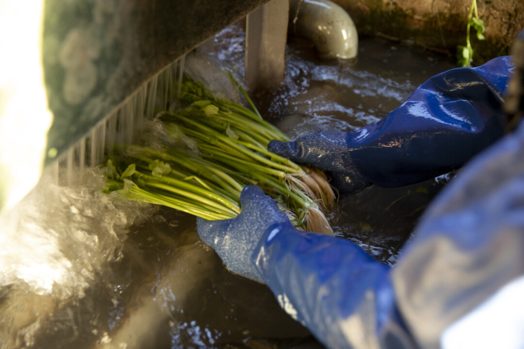 Sendai City/Taste the whole Japanese parsley, down to the root, at “Sendai Seri Nabe”