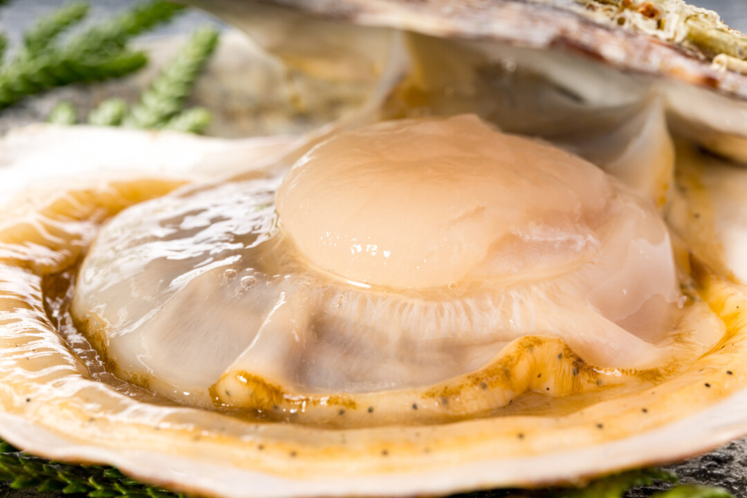 Aomori City/Cheers with juicy scallops and refreshing cider!
