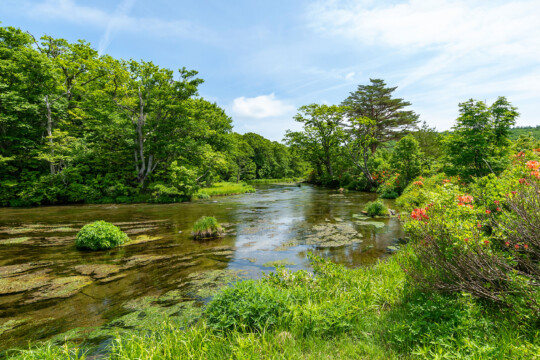 Aomori City/Mysterious Gudari Swamp in Hakkoda, Asamushi Onsen, a famous sunset spot