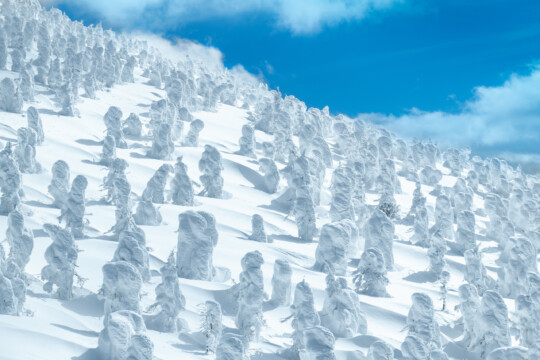 Yamagata City/Zao’s “juhyo”, a winter feature, is a miraculous art created by nature