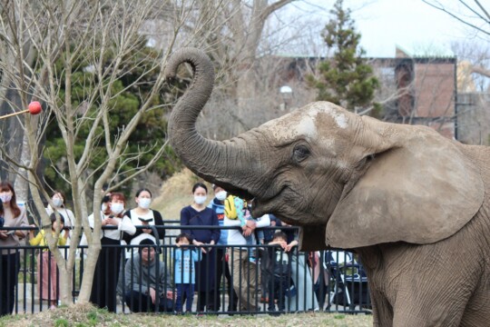 Akita City/Let's go see the spring animals in the warm and cheerful weather!