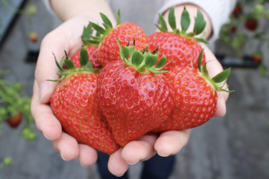 Sendai City/Its shining appearance is like a jewel. Enjoy Sendai strawberries that herald the arrival of spring