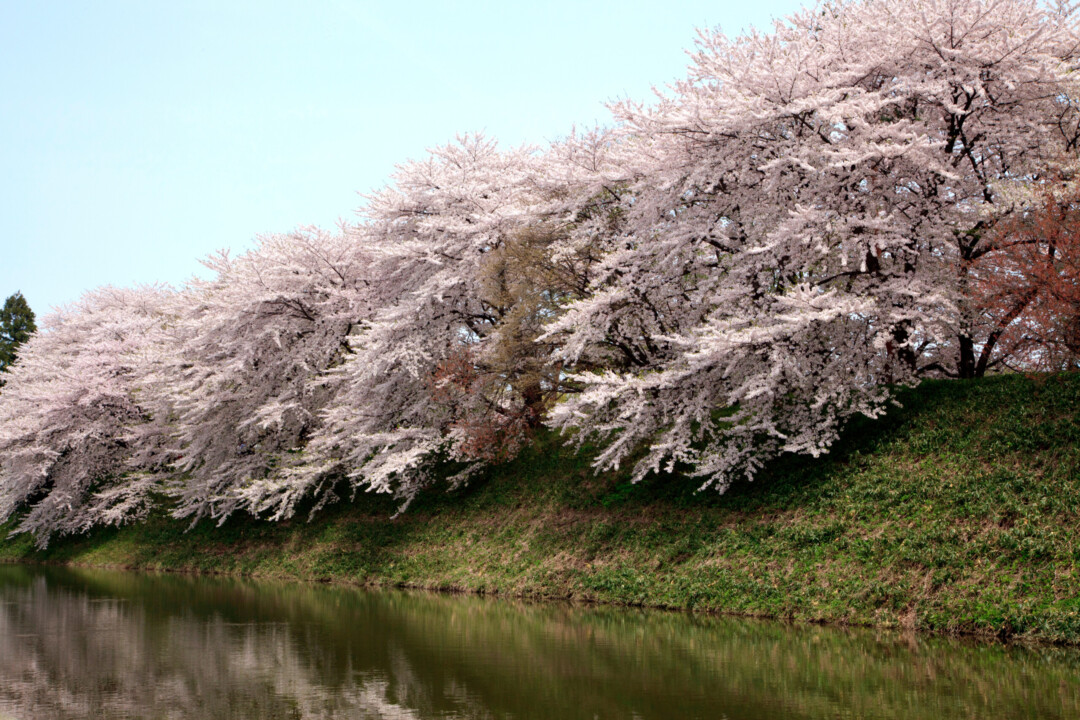 Yamagata City/Illuminated cherry blossoms are reflected on the water surface of the moat