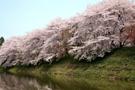 Yamagata City/Illuminated cherry blossoms are reflected on the water surface of the moat