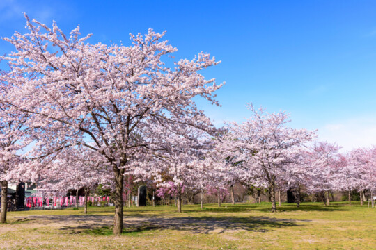 Sendai City/A historic cherry blossom viewing spot that has watched over the city's changes.