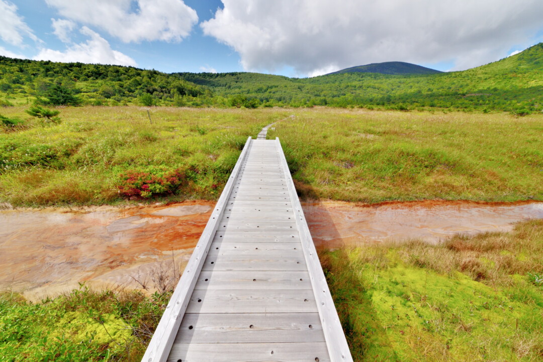 Fukushima City/Exhilarating trekking experience while feeling the vitality of plants