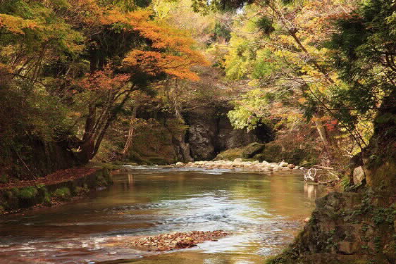 Akita City/Just like a painting! Autumn foliage viewing at Aya Gorge, dyed in brocade