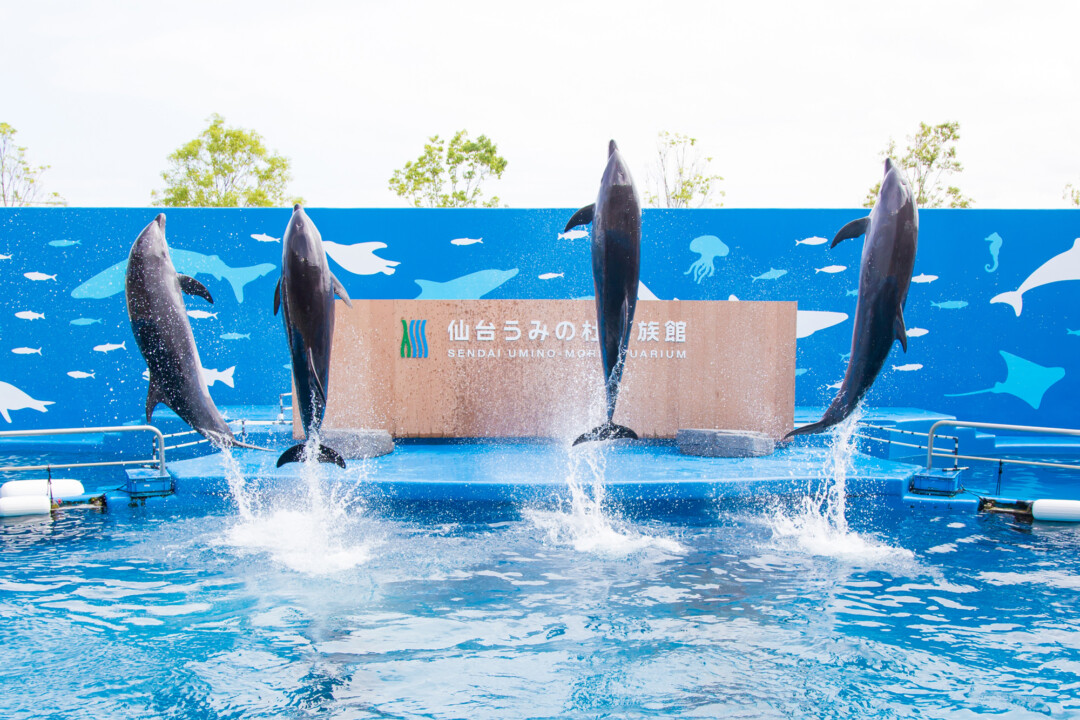 仙台市/在戀人聖地・磊磊峽、仙台海洋森林水族館體驗療癒的清涼