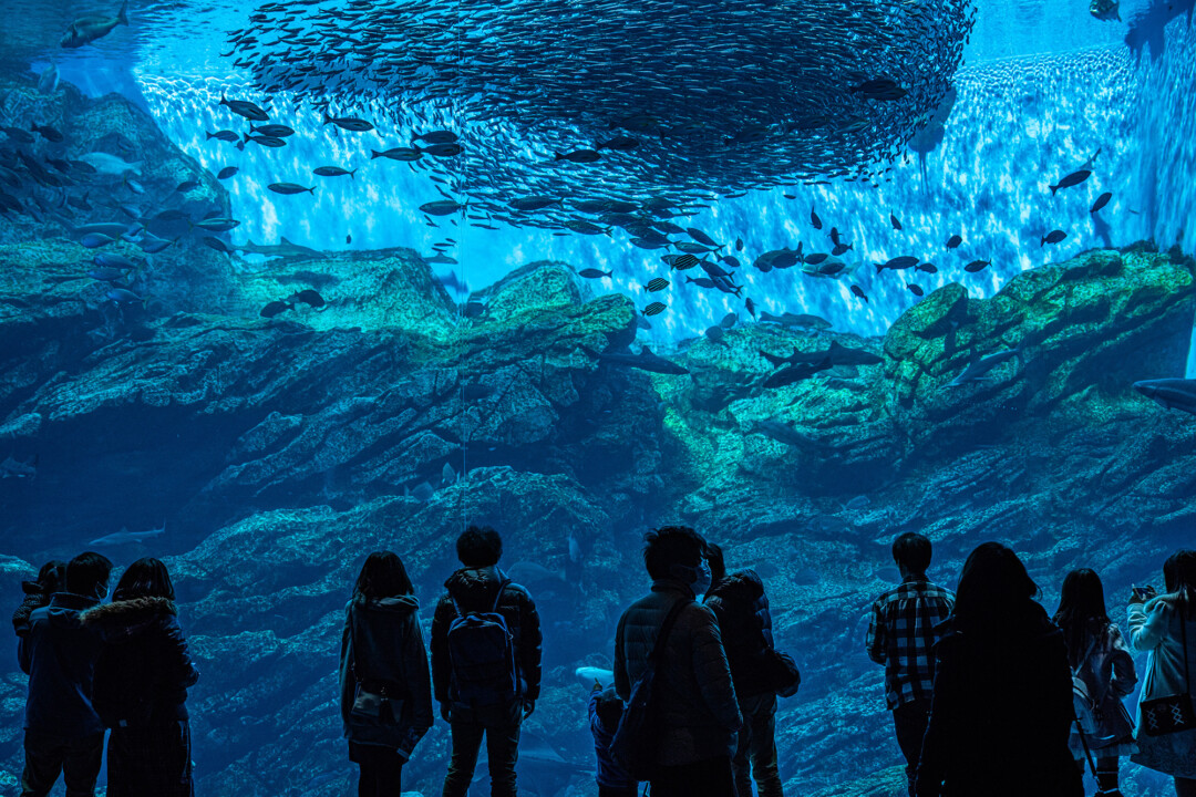 仙台市/在戀人聖地・磊磊峽、仙台海洋森林水族館體驗療癒的清涼