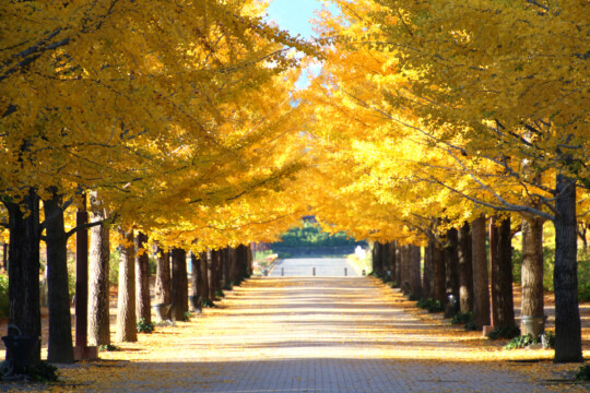 福島市／秋日風情畫「吾妻綜合運動公園的銀杏並木」