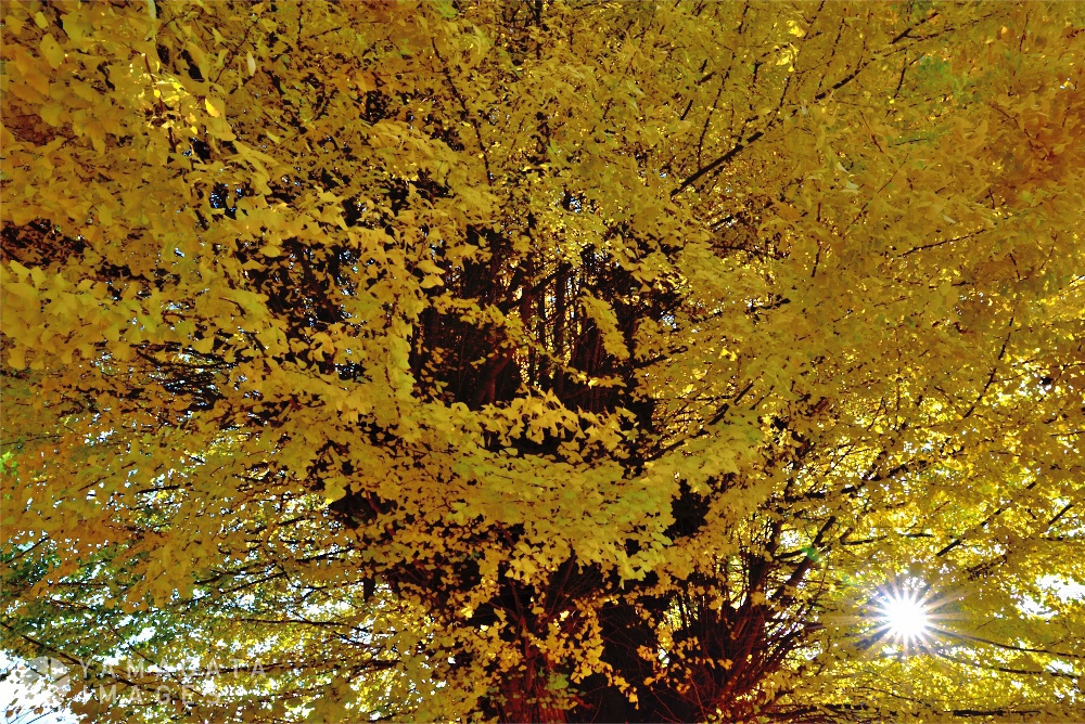 山形市/在市中心散步賞楓「專稱寺的大銀杏」「紅葉公園」