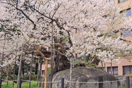 盛岡市／「最北端的天然紀念物」花朵綻放的春天來了