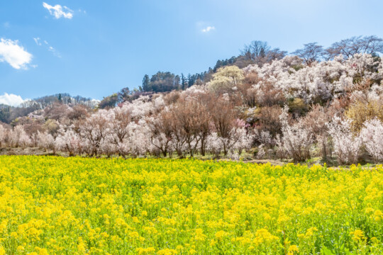 福島市／春天到來！巡遊賞花名勝的「福島花迴廊」之旅