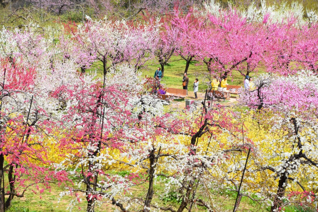 福島市/春天到來!巡遊賞花名勝的「福島花迴廊」之旅