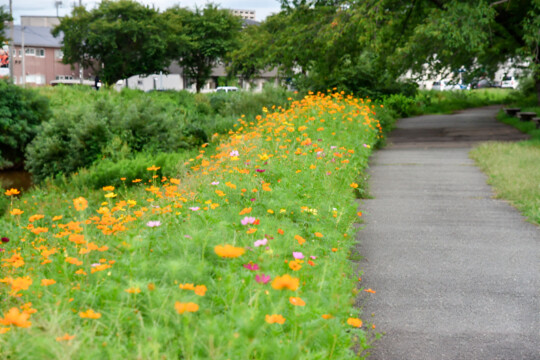 秋田市／波斯菊路、紅葉點燈…。感受秋意的療癒散步景點