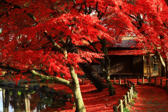 盛岡市／被紅葉染紅的盛岡市中央公民館・舊南部氏別邸庭園