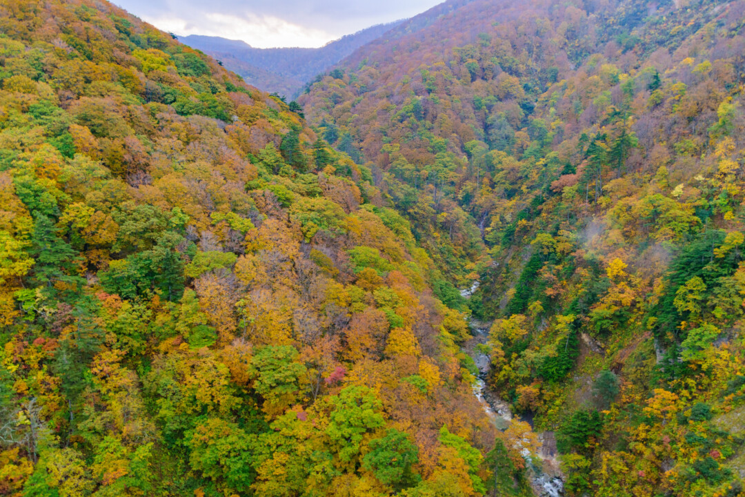 青森市/在「日本第一橋」上欣賞視野廣闊的峽谷之秋