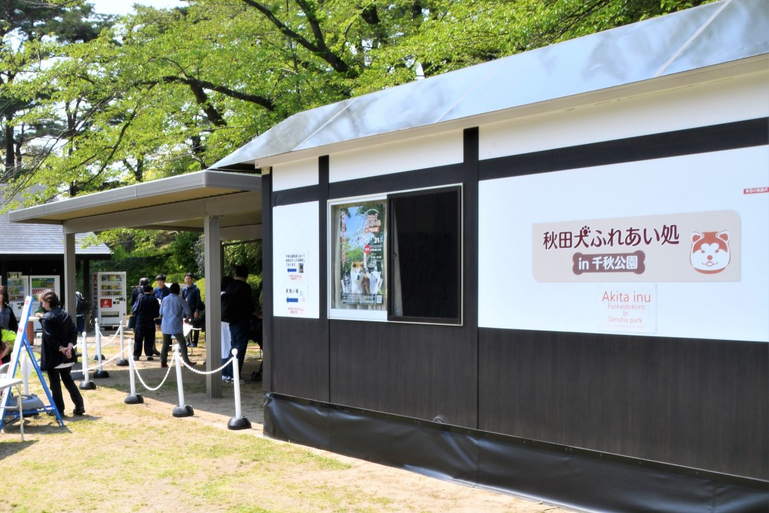 秋田市／隨時都能親近毛茸茸的秋田犬！「秋田犬交流處 in 千秋公園」