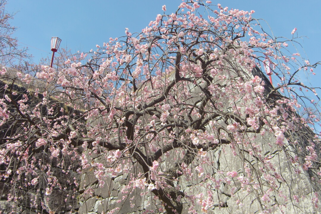 盛岡市／雪解けの岩手山に現れる「ワシ形」は盛岡に春を告げる風物詩