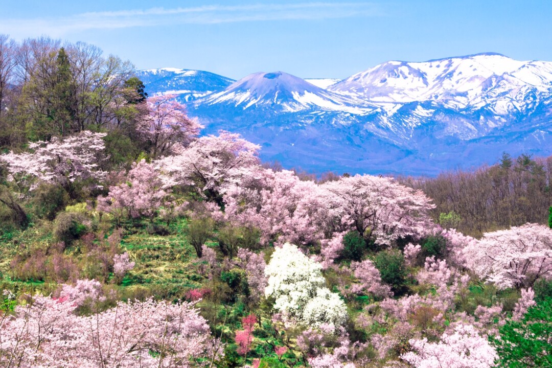福島市／吾妻小富士の「雪うさぎ」が告げる福島の春の幕開け