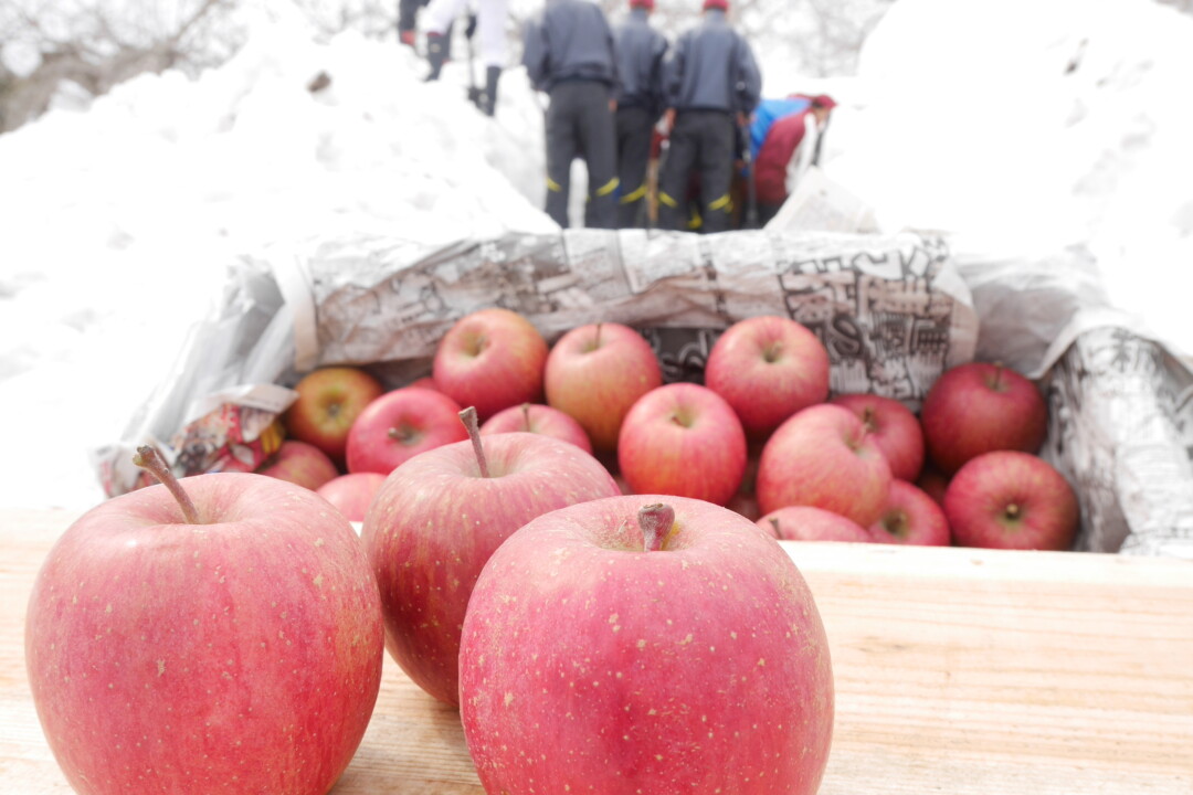 青森市／雪解けの八甲田連峰で春を感じ、「雪むろりんご」で春を味わう