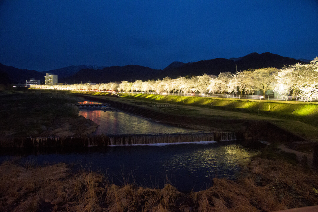 山形市／ライトアップされた桜が濠の水面に映って