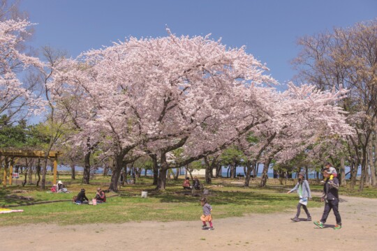 青森市／庭園や湖と調和する、華やかな桜の競演