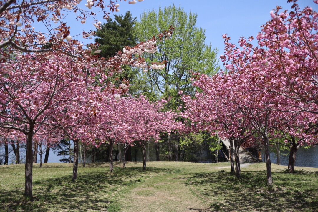 青森市／庭園や湖と調和する、華やかな桜の競演