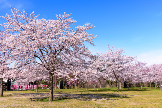 仙台市／街の移り変わりを見守ってきた歴史ある桜の名所