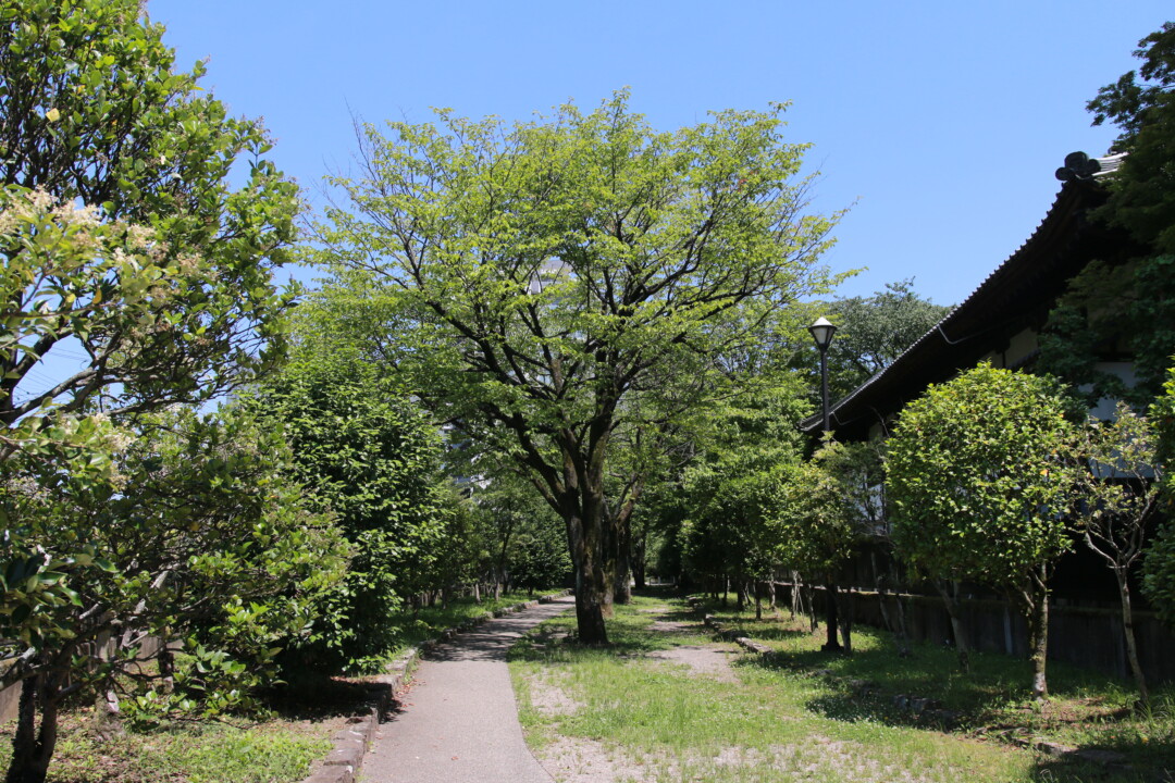 仙台市／自然に囲まれた新スポットと、歴史を残す寺町を歩く