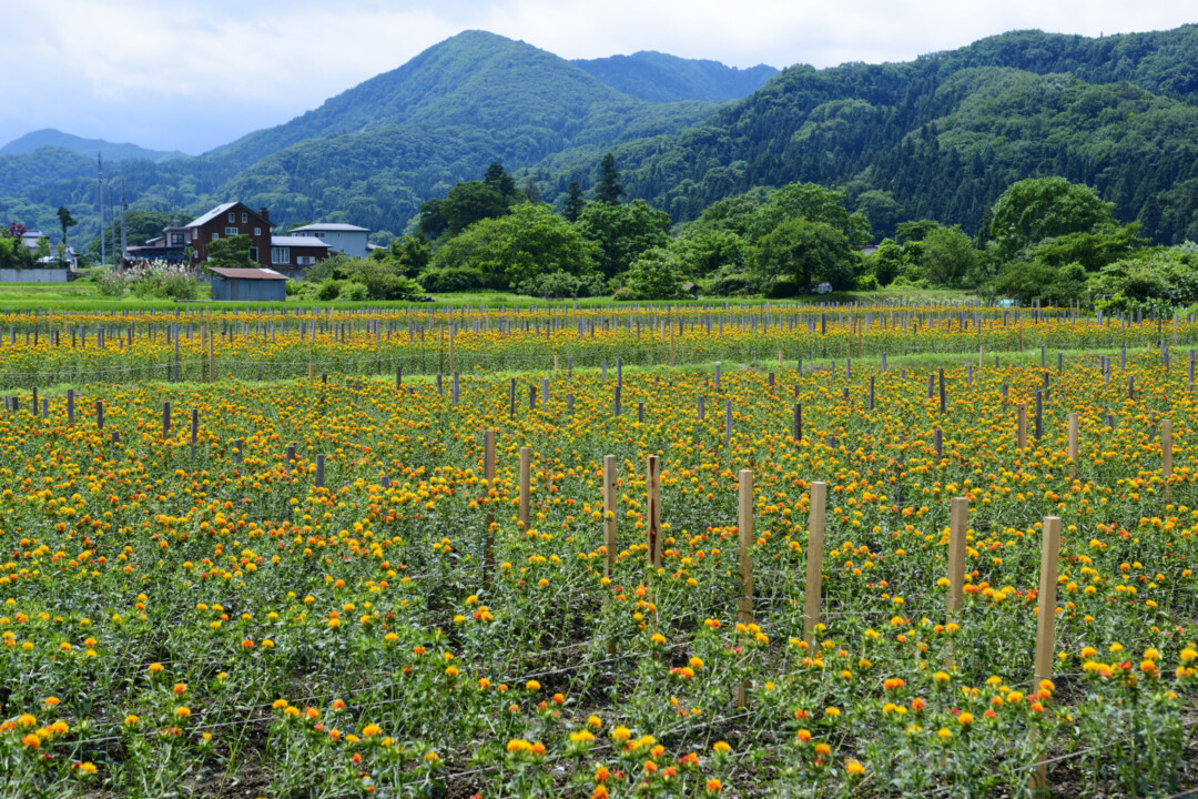 花笠に飾られるのは山形県民のシンボル「紅花」